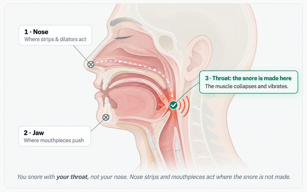 About the muscles of the upper airway